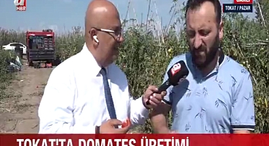 Tokat Domatesinin Sırrı: Ata Tohumu ve Bölgenin İklimi